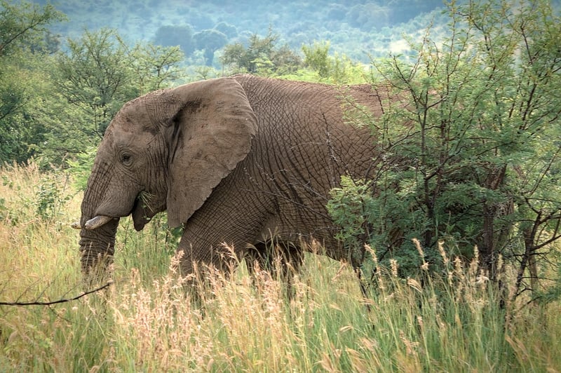 Safari Adventure in Serengeti National Park